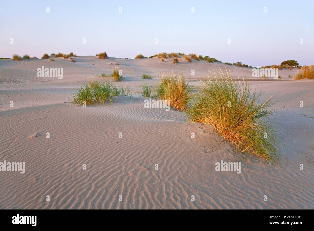 Géographie / voyage, France, Languedoc-Roussillon, le Grau-du-Roi, dunes en Camargue, droits-supplémentaires-déstockage-Info-non-disponible Banque D'Images