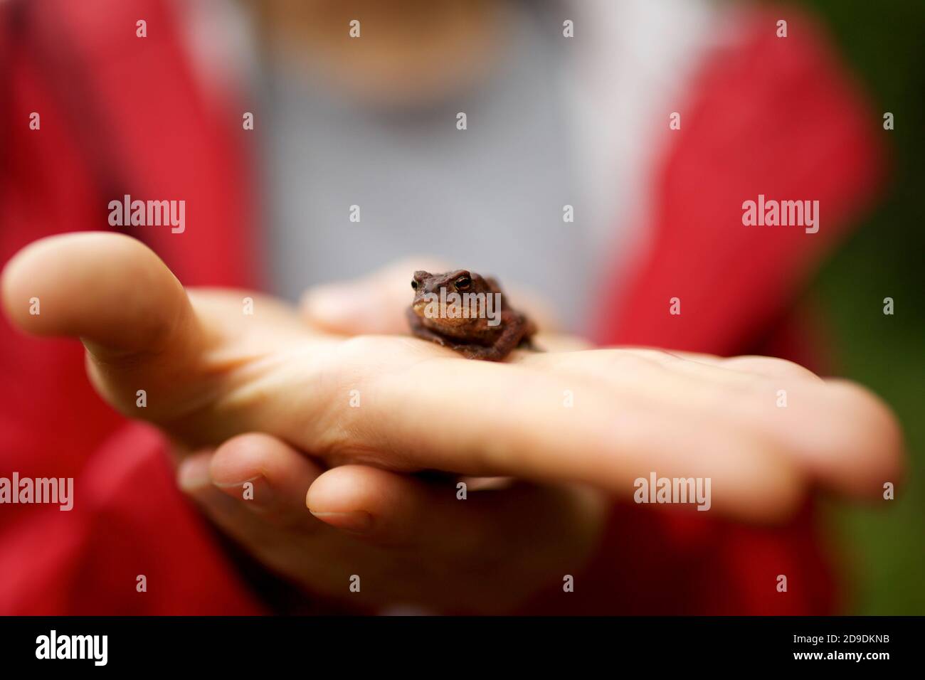 Main rapprochée tenant la petite grenouille dans la paume Banque D'Images