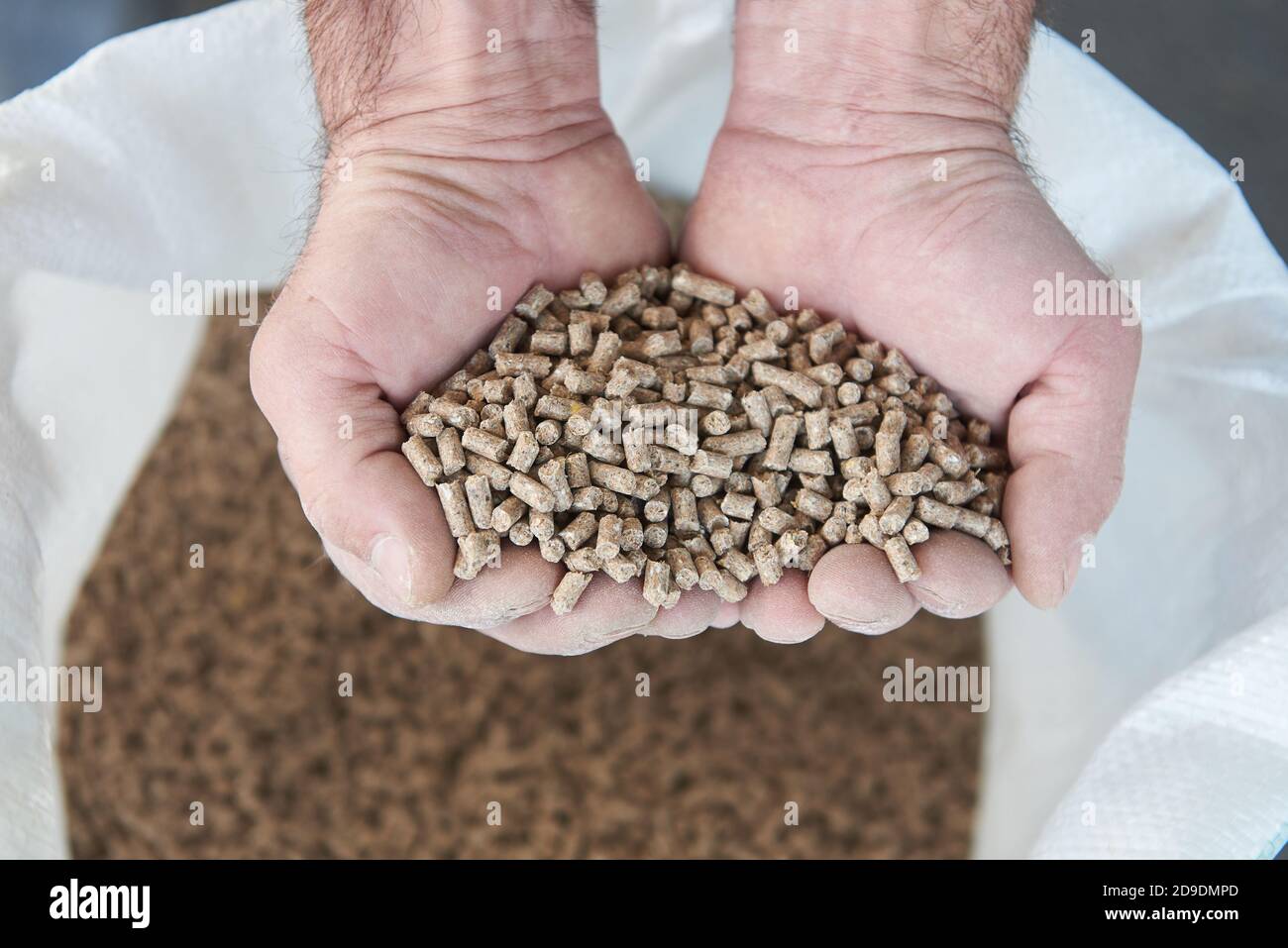 Nourriture sèche en granulés pour animaux dans les mains humaines Banque D'Images