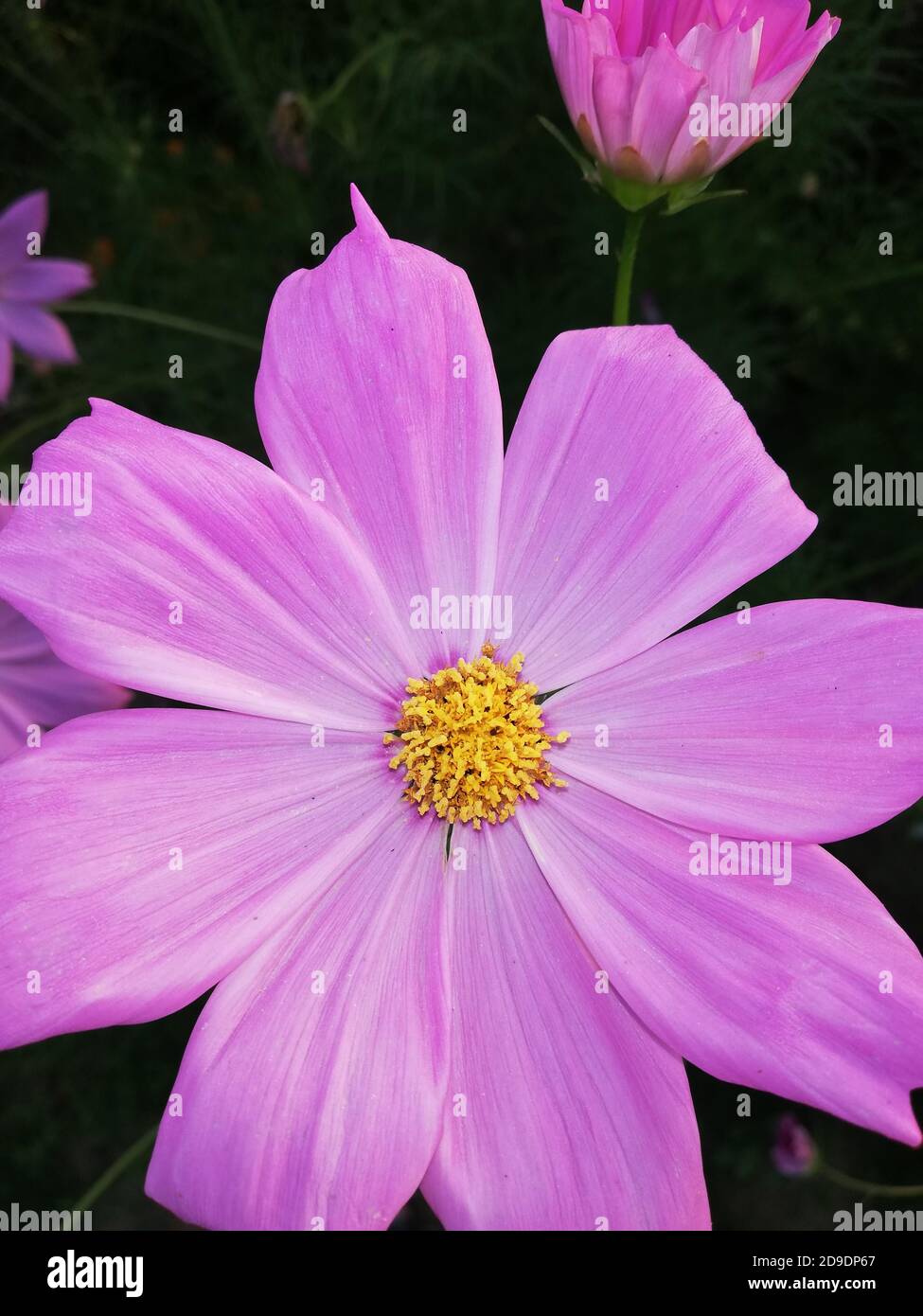 COSMOS est un genre de la famille des Asteraceae , avec le même nom commun de cosmos, composé de plantes à fleurs de la famille des tournesol. Banque D'Images