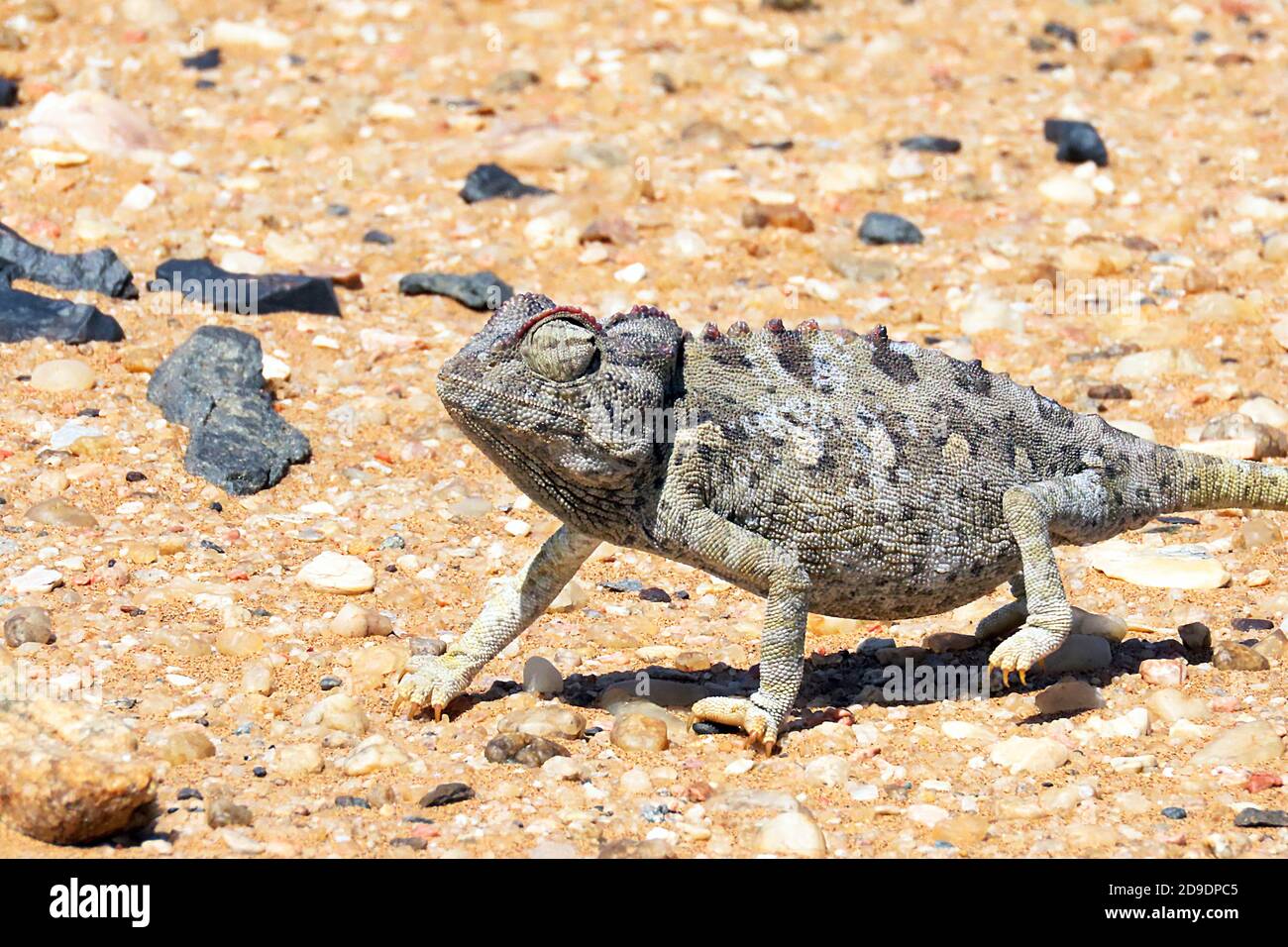 Une espèce sauvage de Namaqua Chameleon (Chamaeleo namaquensis) qui marche dans le parc national de Dorob, sur la côte des squelettes de Namibie, à l'extérieur de Swakopmund Banque D'Images