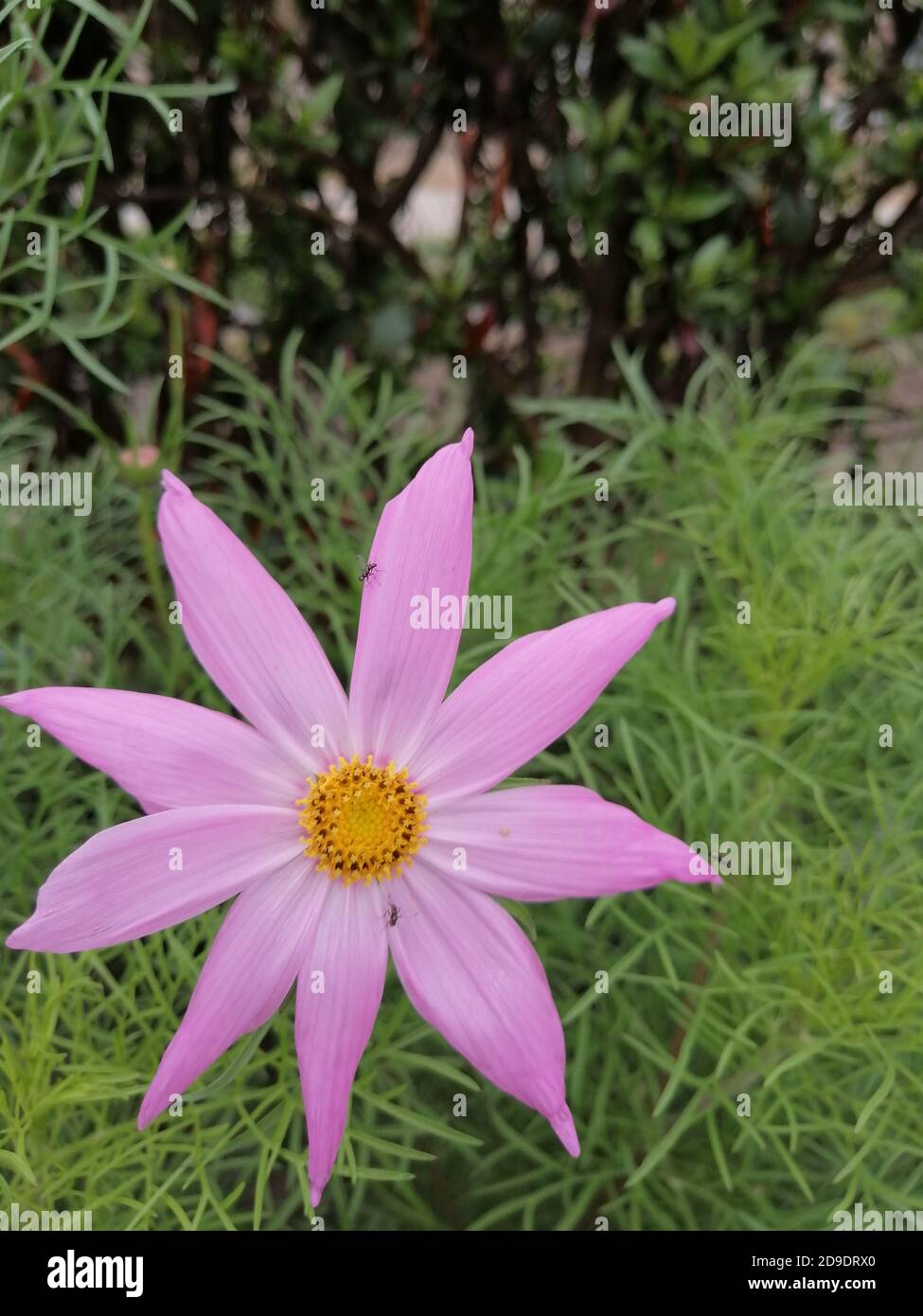 COSMOS est un genre de la famille des Asteraceae , avec le même nom commun de cosmos, composé de plantes à fleurs de la famille des tournesol. Banque D'Images