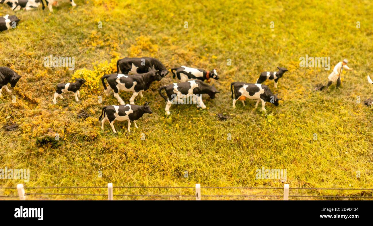 Troupeau de vaches jouets miniatures sur un paysage de prairie agricole. Vache miniature de ferme avec veaux alignés sur fond vert Banque D'Images