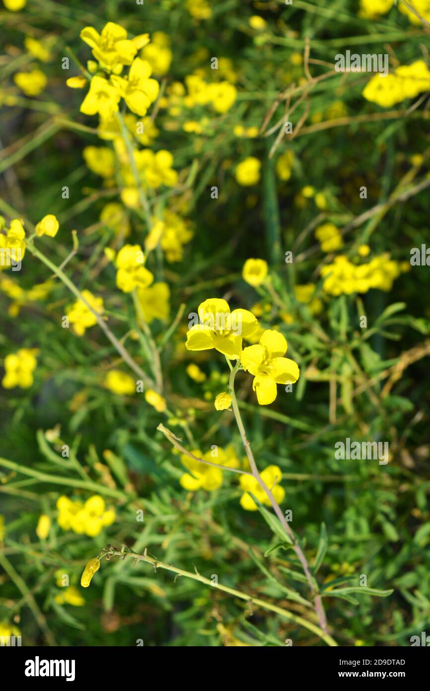 Une plante dangereuse, des mauvaises herbes sauvages - buttercup caustique (cécité nocturne) avec de petites fleurs jaunes illuminées par le soleil. C'est une herbe tueur, dangereux Banque D'Images
