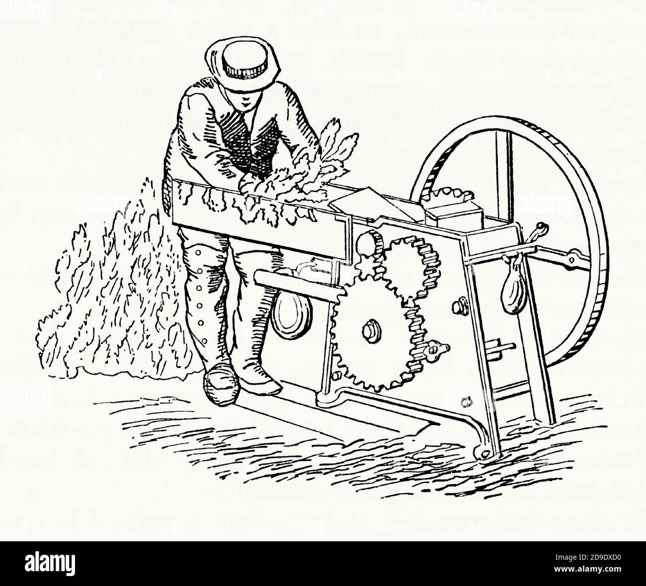 Une ancienne gravure d'un homme à un bruiser à la fureur (ou concasseur à gorge) dans les années 1800. Il est issu d'un livre victorien d'ingénierie mécanique des années 1880. Le gorse (Ulex europaeus) a été apprécié comme nourriture d'hiver pour les chevaux et le bétail. On trouve le gorse sur des terres pauvres où la valeur nutritionnelle augmente peu – à un moment donné, il a été cultivé à cette fin. Cependant, il (et d'autres types d'aliments rugueux) a dû être écrasé ou meurtri. Le feuillage des gorses épineux a été battu avec des maillets en bois jusqu'à l'arrivée de concasseurs mécaniques avec des cylindres cloutés (comme illustré ici). Banque D'Images