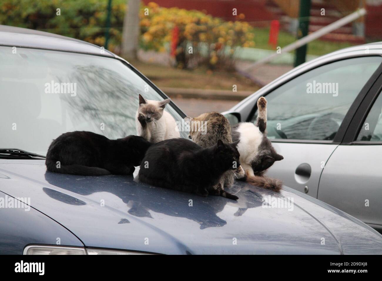 un gang de chats de rue chauffe sur la voiture à l'intérieur froid matin d'automne Banque D'Images