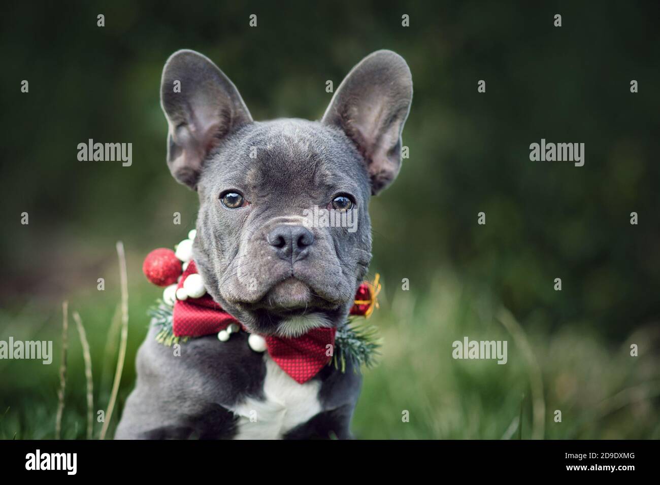 Magnifique jeune chien Bulldog bleu portant un collier de Noël de saison noeud rouge sur fond vert flou Banque D'Images