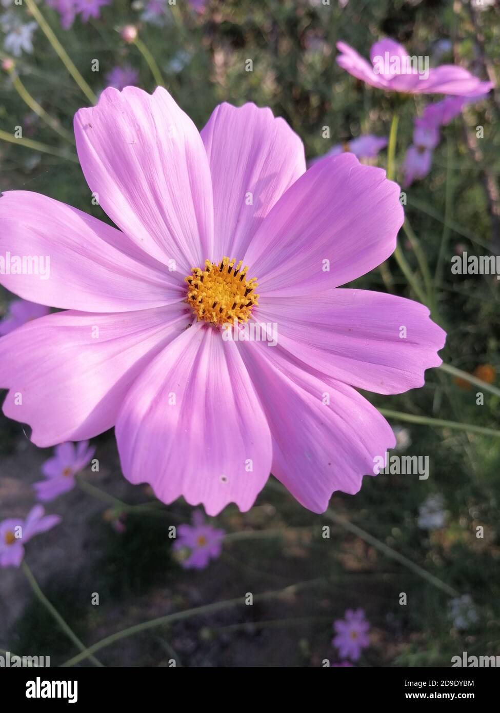 COSMOS est un genre de la famille des Asteraceae , avec le même nom commun de cosmos, composé de plantes à fleurs de la famille des tournesol. Banque D'Images