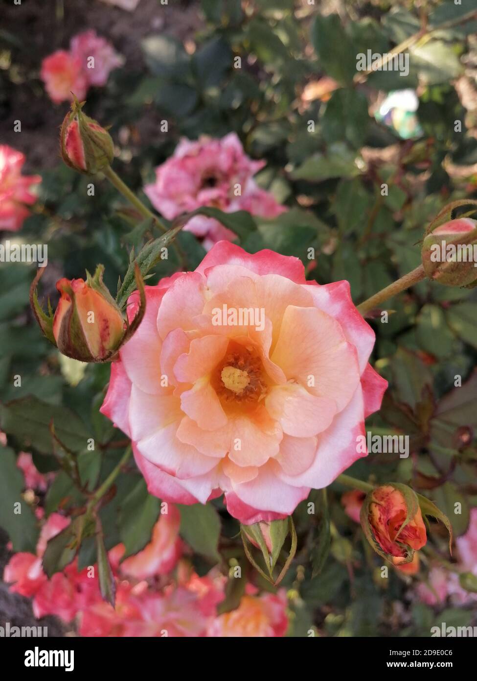Une rose Rosa est une plante boisée vivace à fleurs du genre Rosa, de la famille des Rosacées, ou de la fleur qu'elle porte. Rosales est la famille des Rosoideae Banque D'Images