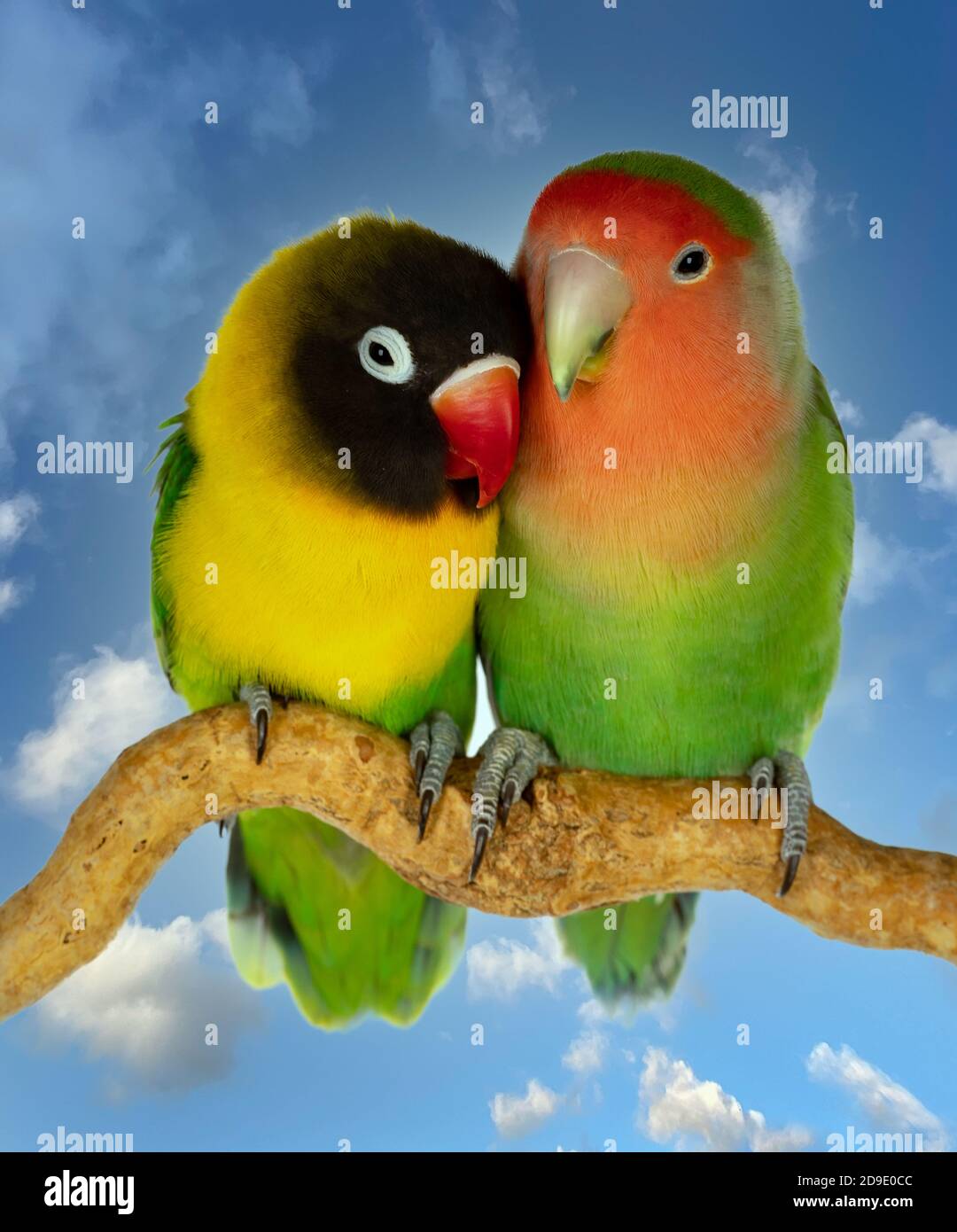Couple d'oiseaux de rivage agapornis-fischer avec un beau ciel de fond Banque D'Images