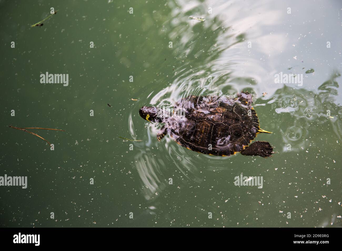 Tortue nageant dans une eau sale Banque D'Images