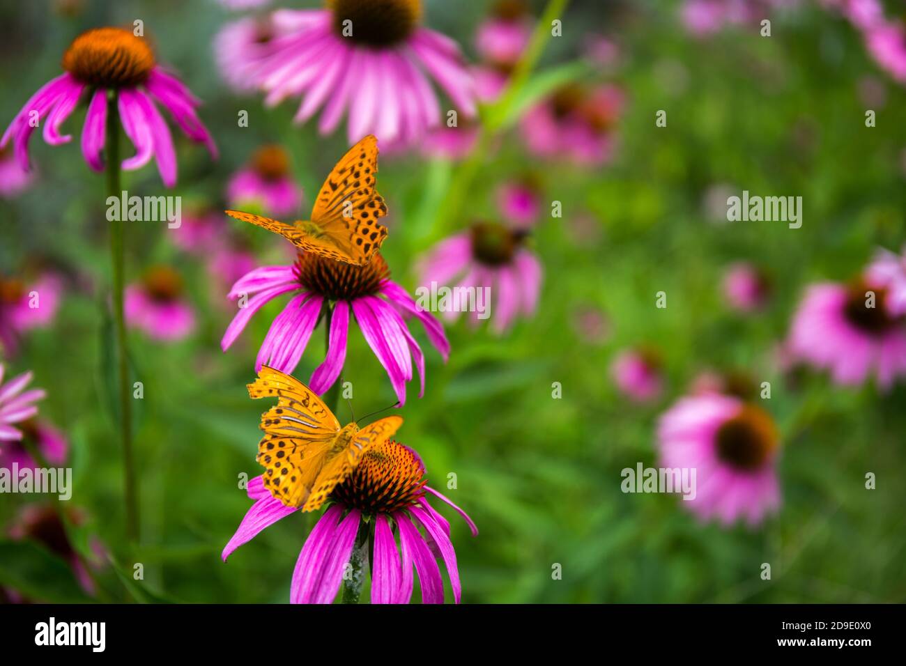 Jaune et orange papillon assis sur une fleur de cône Echinacea Purpurea Banque D'Images