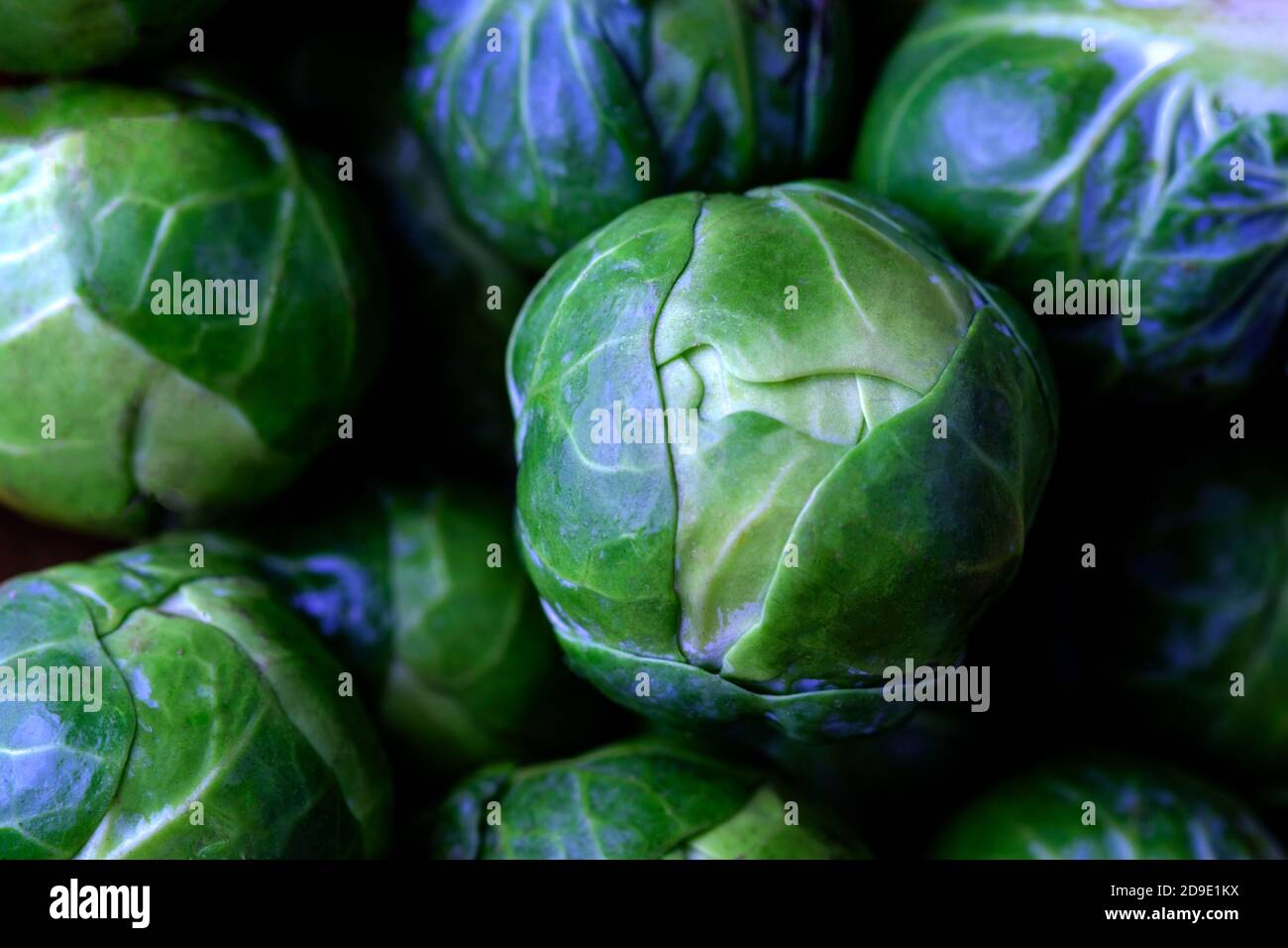Gros plan d'un germe bruxellois, Brassica oleracea, le germe est allongé sur un lit de pousses et est un spécimen brut à l'aspect délicieux et non marqué Banque D'Images Gros plan d'un germe bruxellois, Brassica oleracea, le germe est allongé sur un lit de pousses et est un spécimen brut à l'aspect délicieux et non marqué Banque D'Images