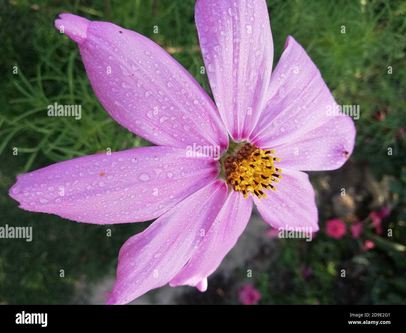 COSMOS est un genre de la famille des Asteraceae , avec le même nom commun de cosmos, composé de plantes à fleurs de la famille des tournesol. Banque D'Images