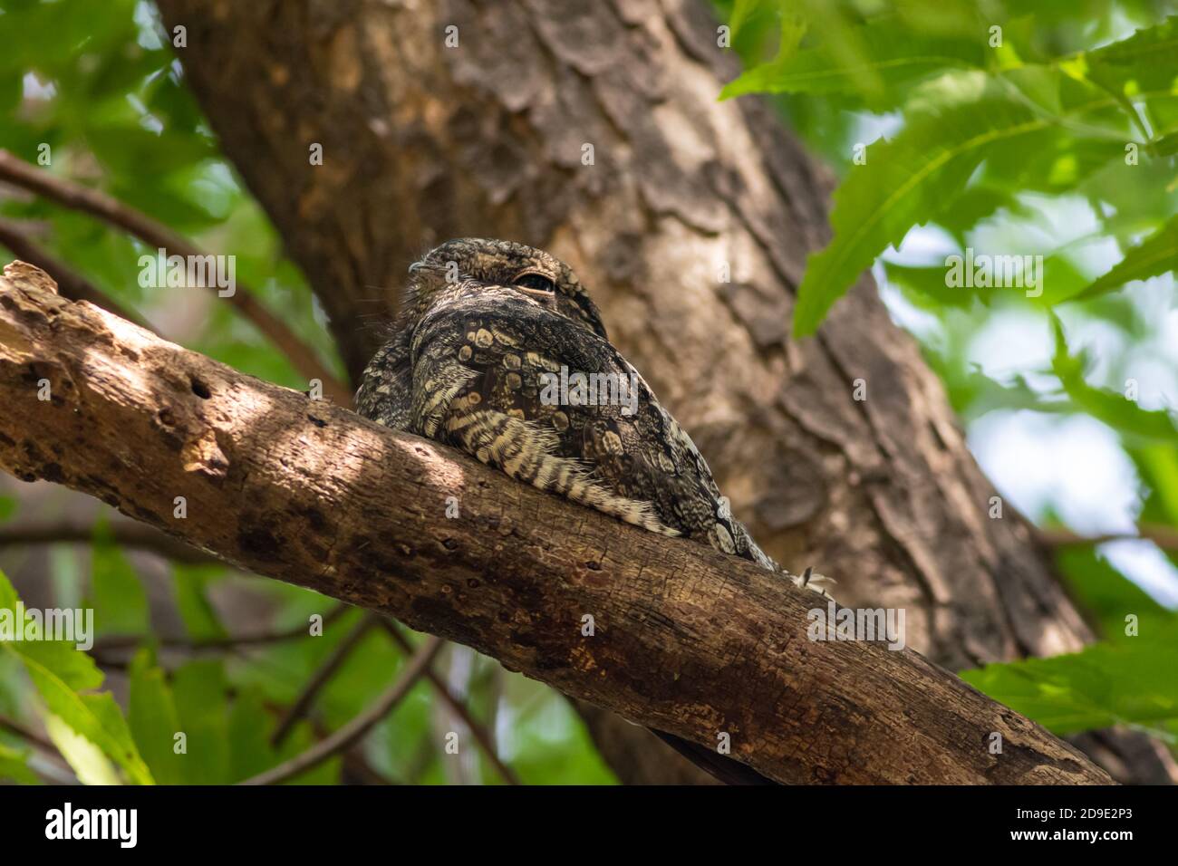 Boîte de nuit indienne ou portrait d'oiseau de Caprimulgus asioticus perché sur la branche au parc national de keoladeo ghana ou au sanctuaire d'oiseaux de bharatpur rajasthan inde Banque D'Images