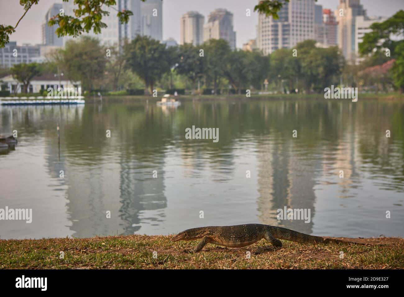 Bangkok, Thaïlande, mars 2106. Moniteur de lézard dans le lac du parc Lumpini. Banque D'Images