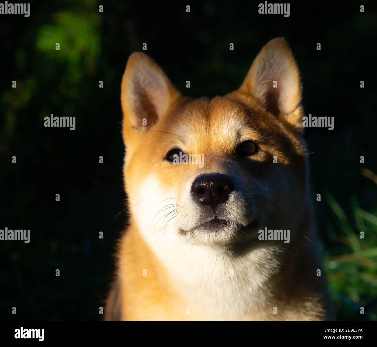 Le chiot Shiba Inu ressemble à un petit renard Banque D'Images