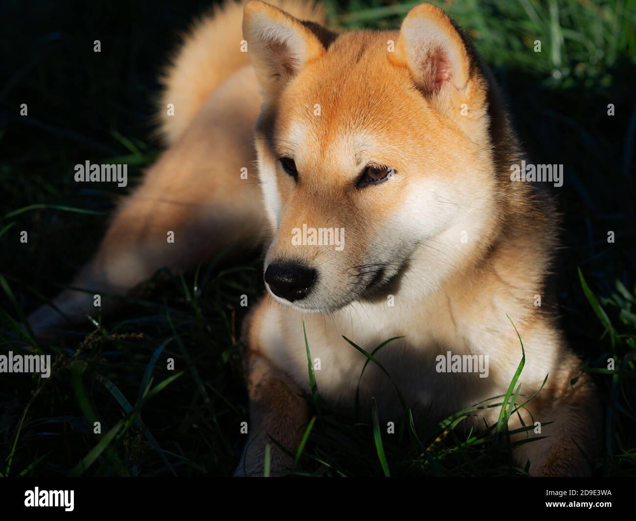 Le chiot Shiba Inu ressemble à un petit renard Banque D'Images