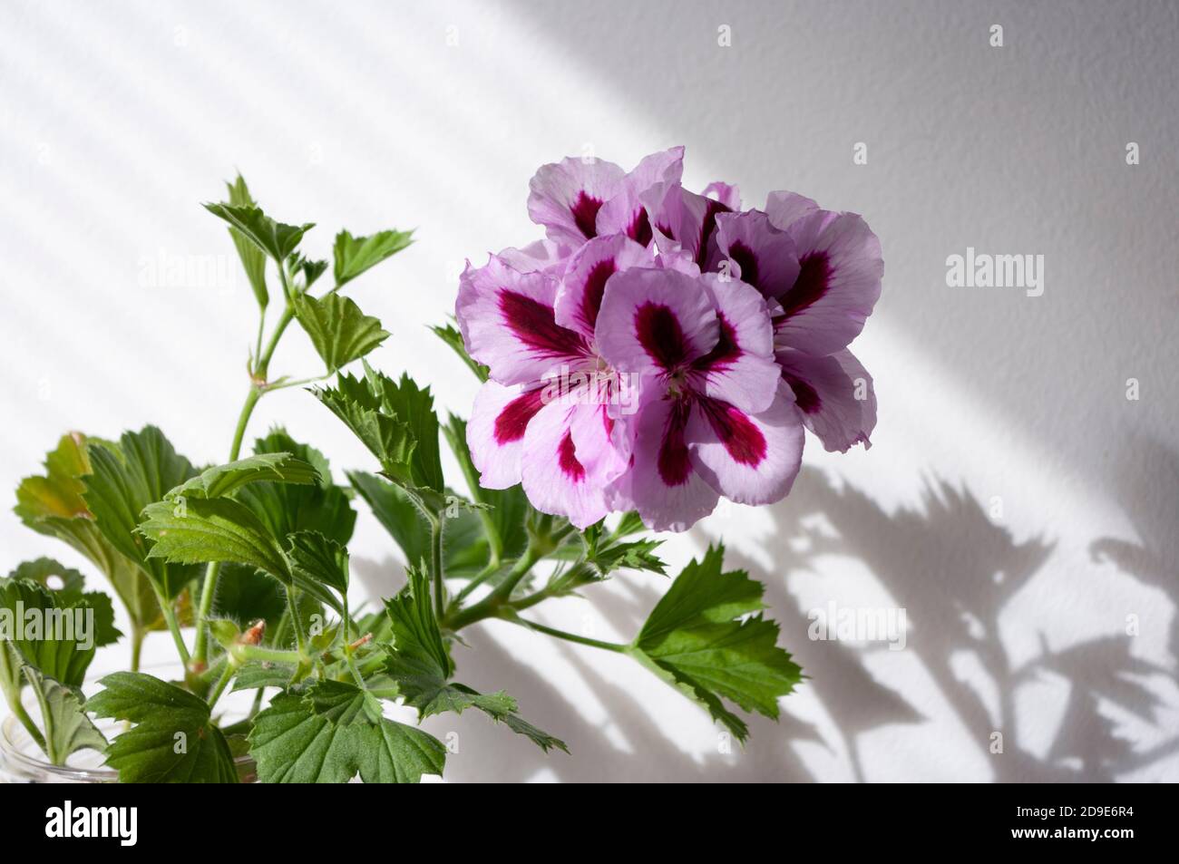 Fleur de pélargonium rose Regal, plante de maison et de jardin, en pot de verre sur table en bois. Banque D'Images