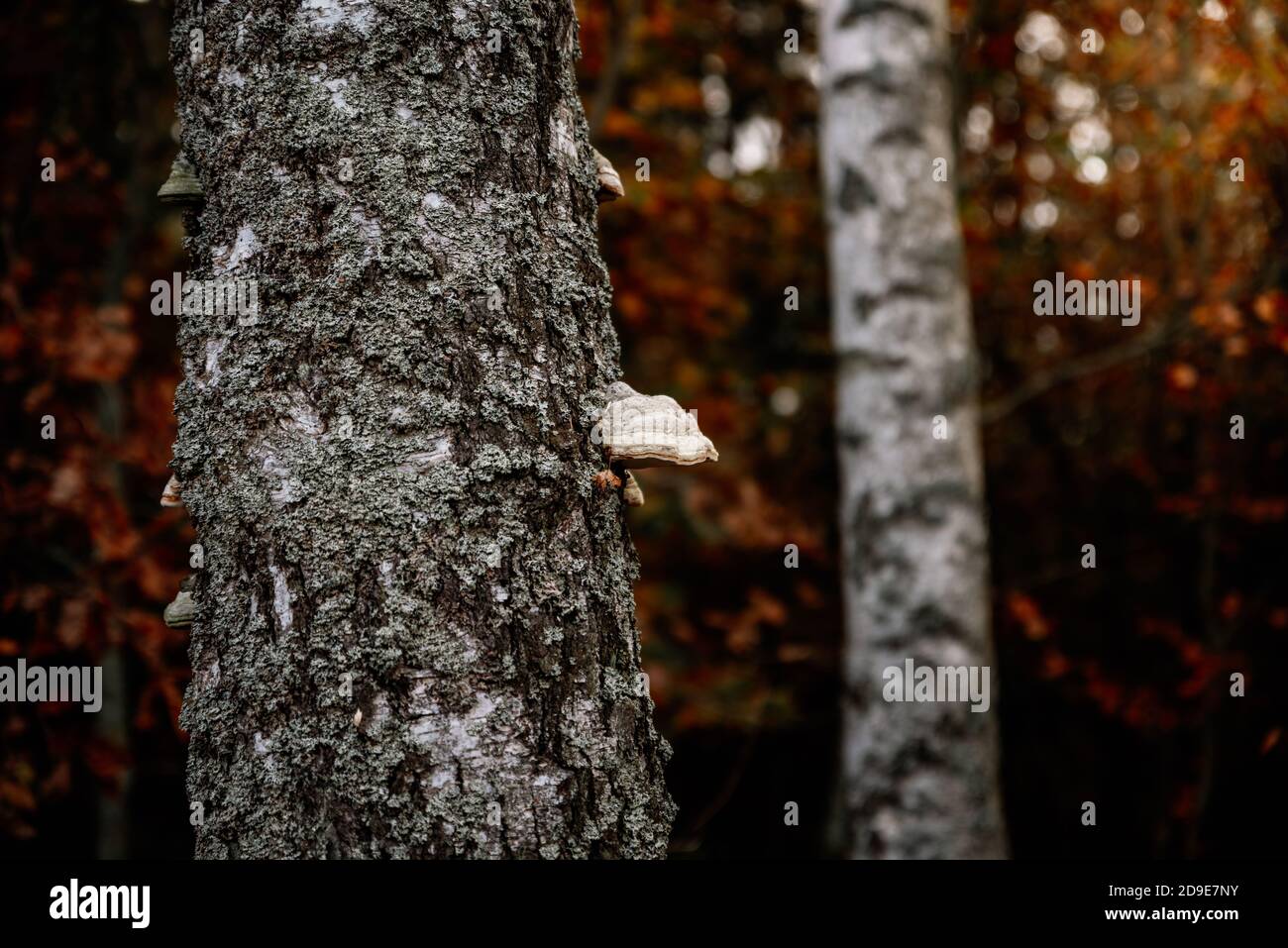 Champignons des bois Banque D'Images