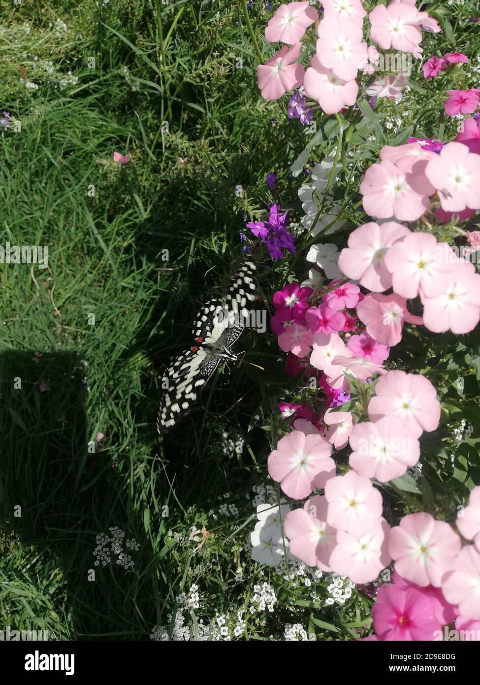 fleurs roses avec papillon dans le jardin Banque D'Images
