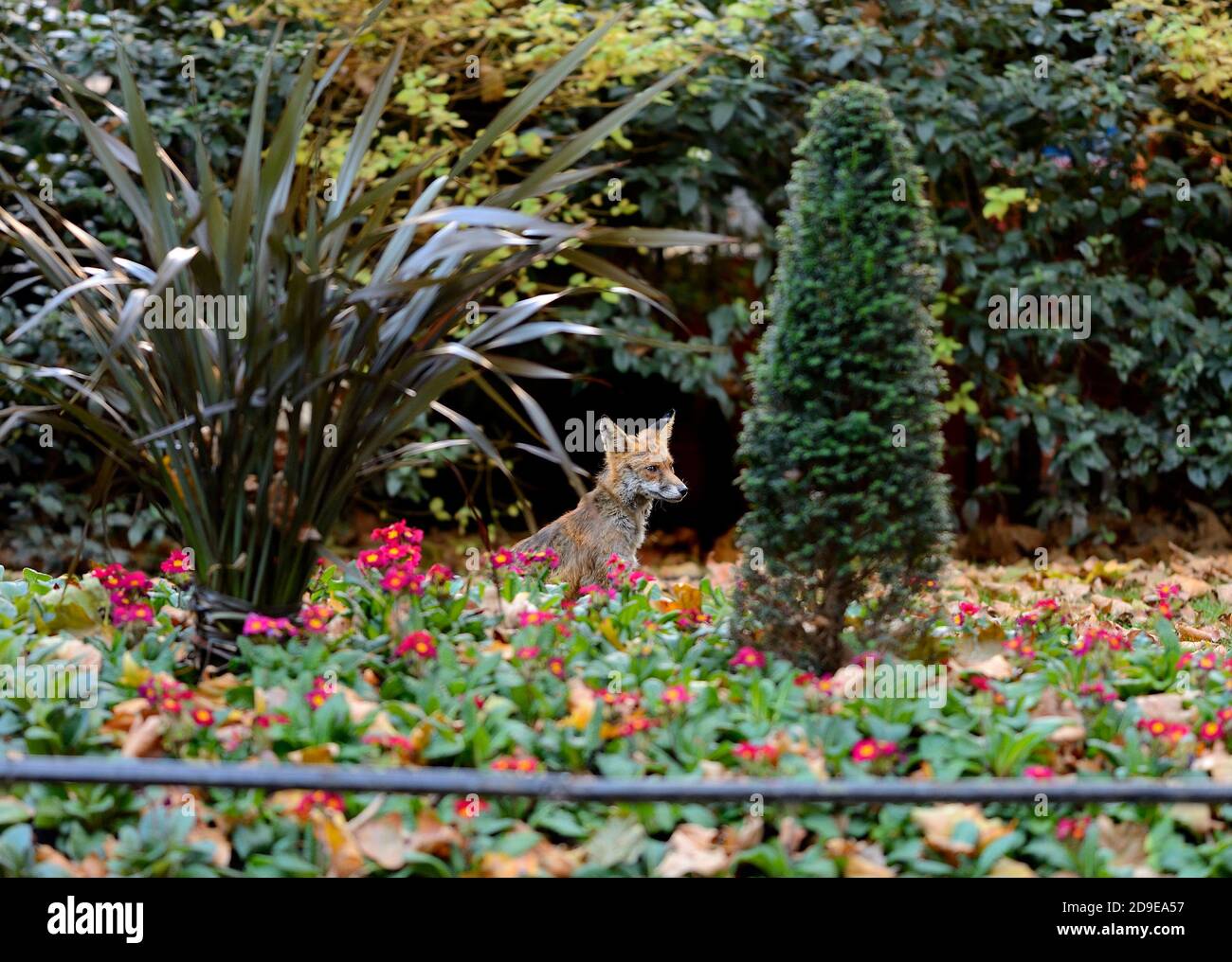 Europen Red Fox (Vulpes vulpes) adulte assez malsain, mangy dans un lit de fleurs dans Downing Street, centre de Londres, novembre 2020 Banque D'Images