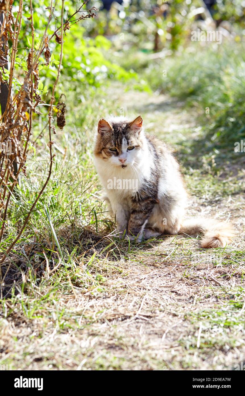 Gros plan d'un chat gris blanc sur l'herbe dans la cour arrière. Drôle d'expression faciale. Mise au point sélective, arrière-plan flou Banque D'Images