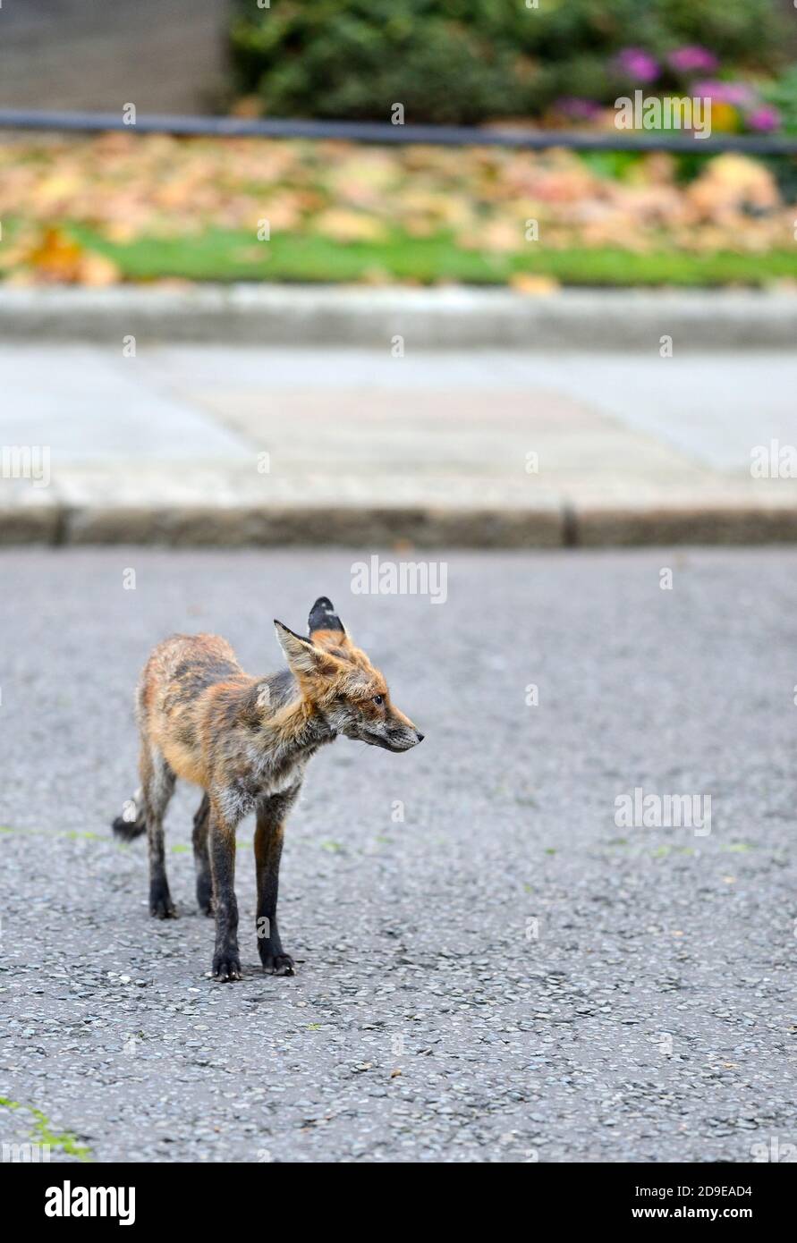 Europen Red Fox (Vulpes vulpes) un adulte plutôt malsain et manieux dans Downing Street, centre de Londres, novembre 2020 Banque D'Images