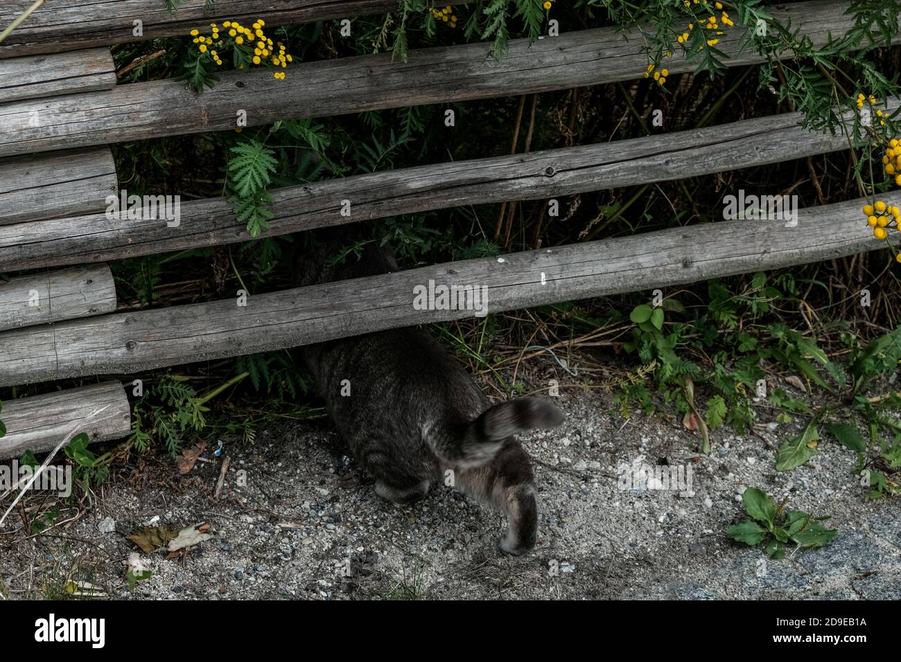 Chat gris rampant sous la clôture en bois. Cute camouflage chatons bout et pattes dans le village rural. Voleur invisible au sol. Perdre de l'argent Banque D'Images