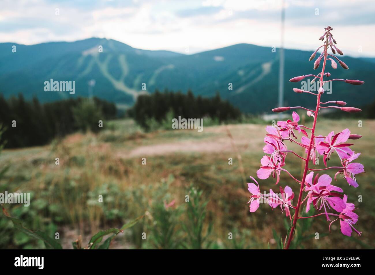 Fleur rose vif dans les montagnes carpates. Magnifique paysage avec arbres et collines en arrière-plan. Journée idéale pour la randonnée ou la randonnée Banque D'Images