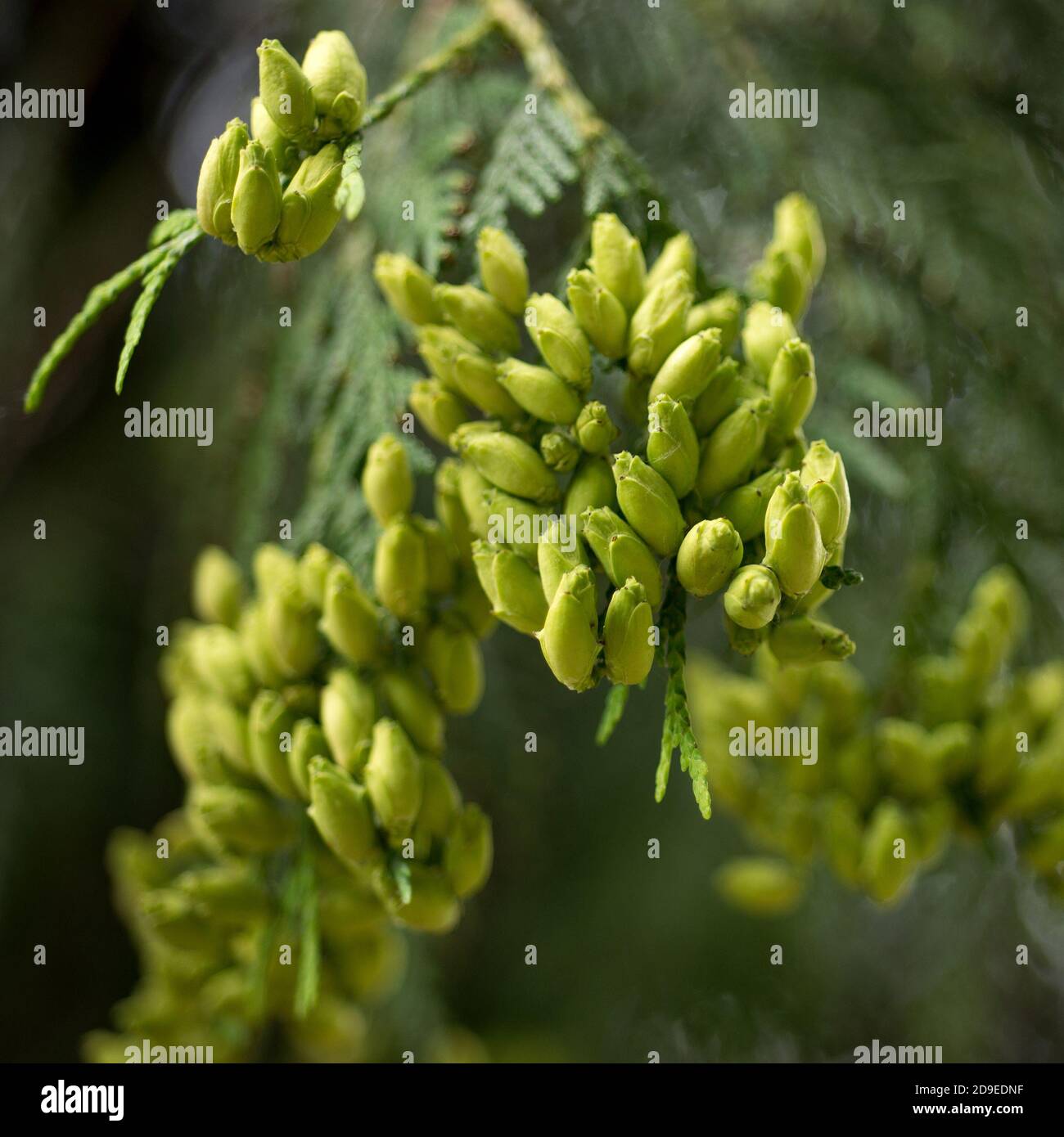 Fruits verts Thuja poussent sur un arbre Banque D'Images