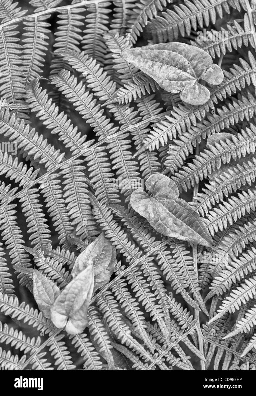 Des feuilles noires et blanches de Bryony noir / Tamus communis poussent parmi les feuilles de fougères à hedgerow. Plante toxique autrefois utilisée comme plante médicinale. Banque D'Images