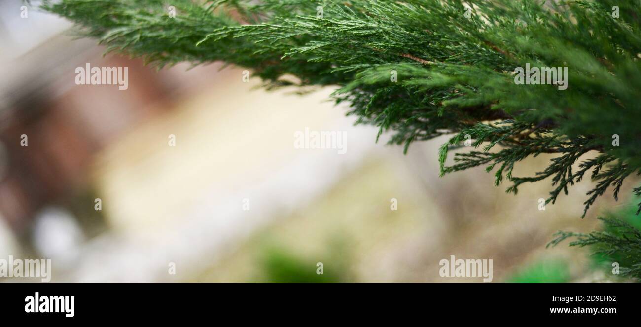 Branche Thuja. Bordure pour texte publicitaire de message d'accueil d'invitation. Arrière-plans de conifères. Copier l'espace pour le texte. Photo de haute qualité Banque D'Images
