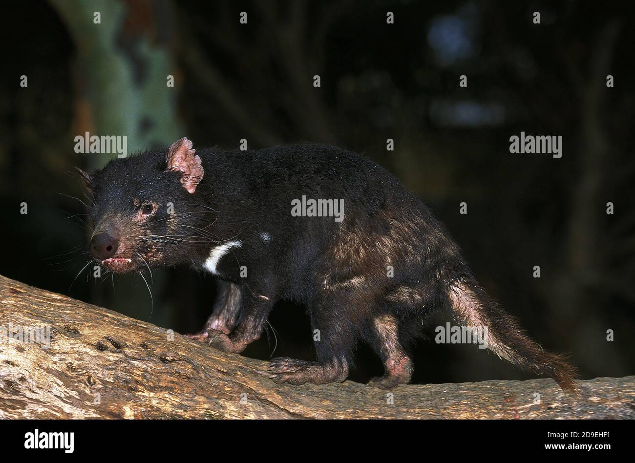 DIABLE DE TASMANIE sarcophilus harrisi, ANCIEN ADULTE, AUSTRALIE Banque D'Images