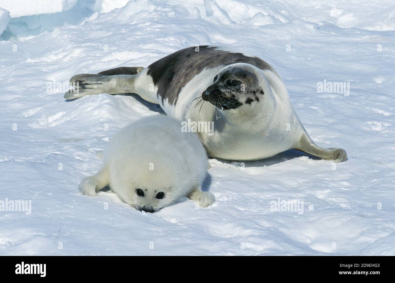 Phoque du Groenland Pagophilus groenlandicus, MÈRE ET PETIT CHAMP DE GLACE SUR L'ÎLE DE MAGDALENA, AU CANADA Banque D'Images