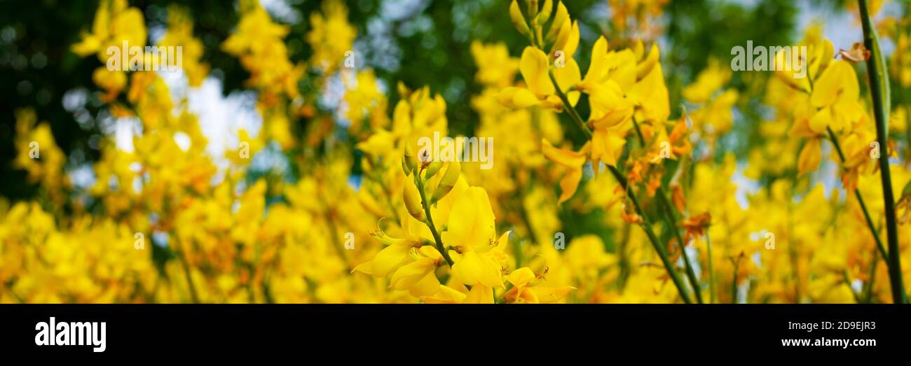 Arrière-plan de fleurs d'acacia jaunes. L'arrière-plan est partiellement défoqué. Bannière. Arrière-plans naturels. Banque D'Images