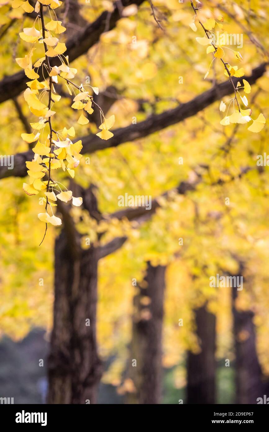 Les arbres de Gingko sont alignés avec les feuilles jaunes en automne à Chengdu, province du Sichuan, en Chine Banque D'Images