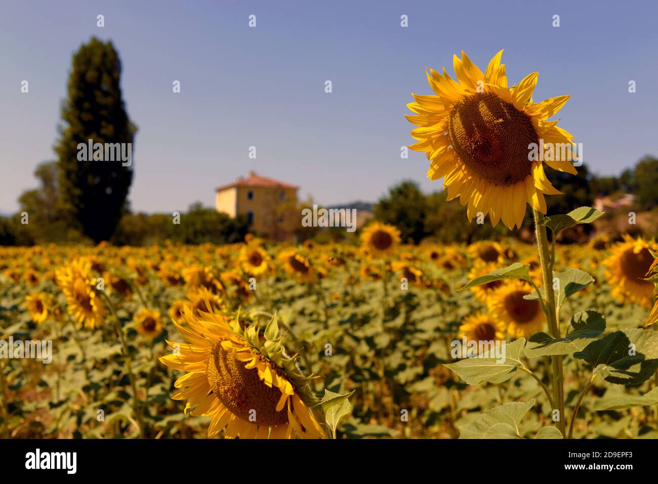 Tournesols terrain d'été sur la campagne italienne de Marche. Banque D'Images