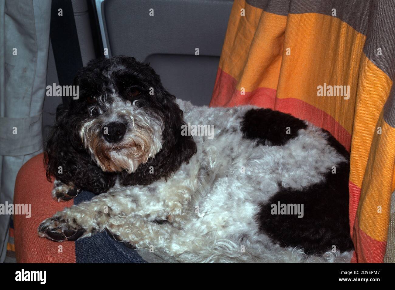 La vie de Van, un Cockapoo noir et blanc fatigué prêt à dormir sur son ...