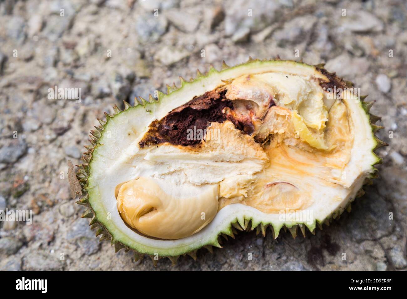 Gros plan de fruits duriens pourris, infestés par les insectes et les ravageurs Banque D'Images