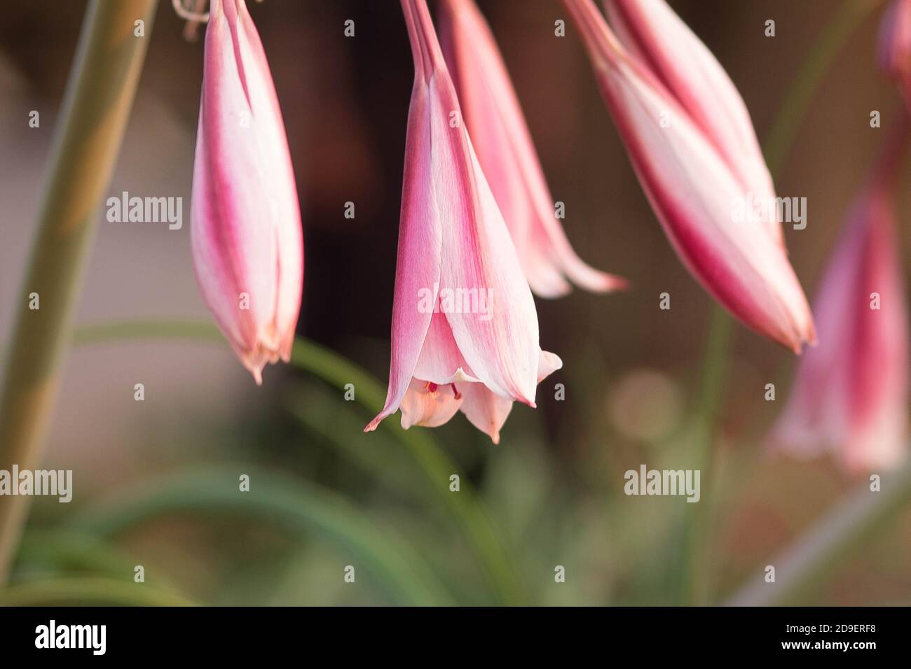 Amis de la jeune fille Banque D'Images