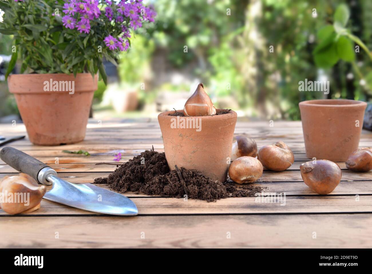 bulbe de fleurs dans un pot de terre cuite parmi la terre sur une table de jardin en bois Banque D'Images