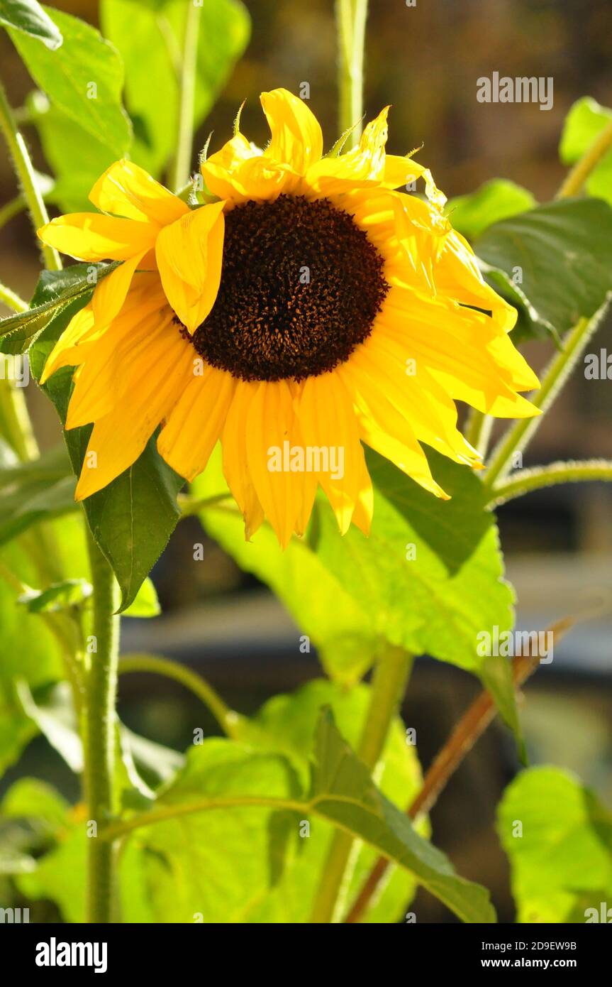 Tournesol dans les rayons de soleil de l'automne dernier Banque D'Images