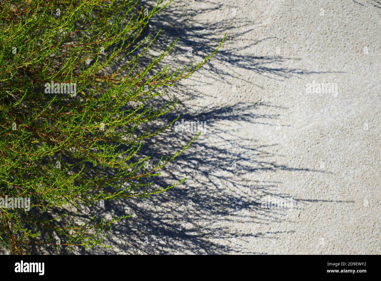 Arrière-plan. Herbe verte et ombre à l'herbe sur sable blanc. La texture du sable. Copier l'espace pour le texte. Banque D'Images