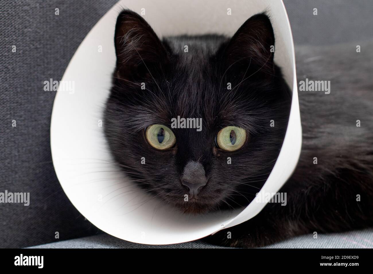 Chat noir avec col élisabéthain lyingaprès opération chirurgicale. Soins de santé animale Banque D'Images