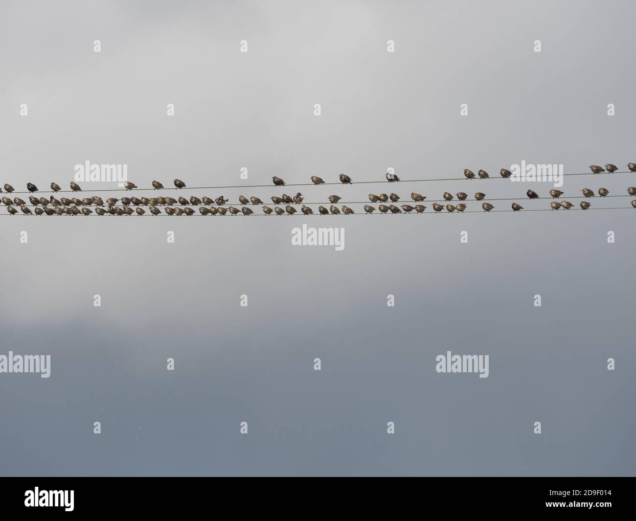 Un troupeau d'étoiles (sturnus vulgaris) se sont rassemblés sur des fils de télégraphe prêts pour une murmuration Banque D'Images