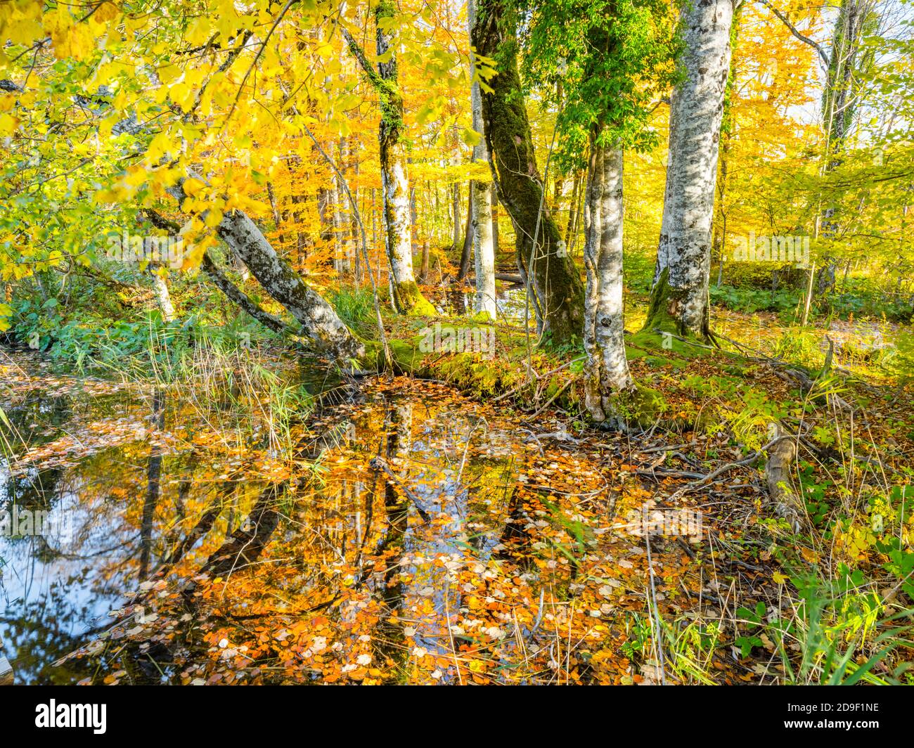 Parc national des lacs de Plitvice, Croatie Banque D'Images
