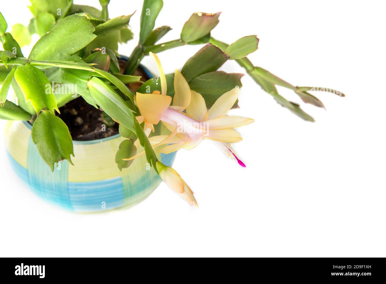 Rose fleurs de cactus de Noël schlumbergera dans un pot isolé sur fond blanc. Banque D'Images