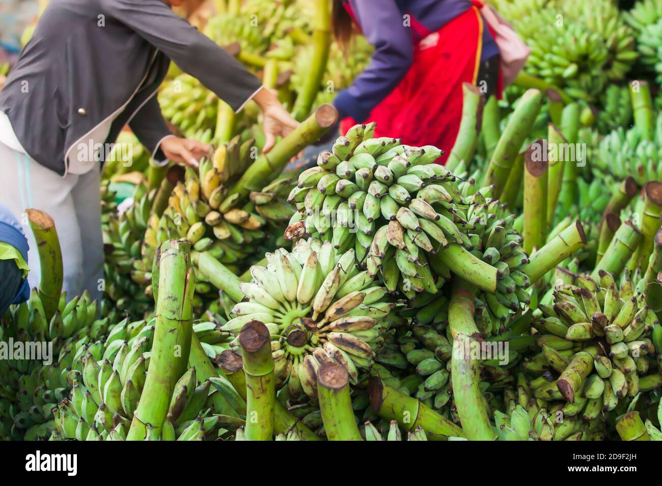 Laotian Women vendor choisit des fruits frais de bananes à vendre sur un marché quotidien à Pakse, au sud du Laos. Beaucoup de bananes crues et fraîches sur un marché humide. Banque D'Images