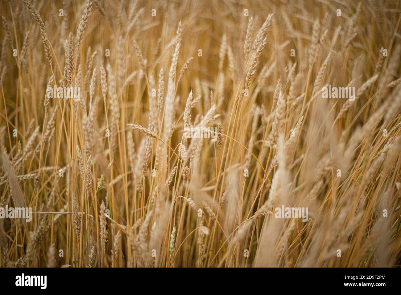 Fond doré naturel fait de spikettes mûres de blé. Épis de blé. Banque D'Images